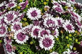 Image result for Osteospermum ecklonis