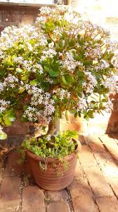 Shop our best selection of artificial flowers, plants & trees to reflect your style and inspire your home. Jade Plant Lucky Plant Money Tree Crassula Ovata Succulent Shop Nursery South Africa Buy Succulents Online