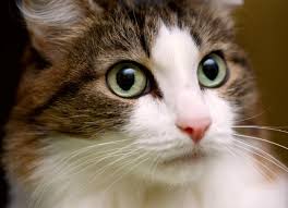 There are three clinical types of ataxia: Head Tilt Disorientation In Cats Petmd