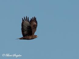 De buizerds hebben weer een aantal chutes geworpen en natuurlijk ook weer gevouwen en netjes in het harnas teruggepropt. Buizerd Portugal Vogelreis Vogelvakantie Vogels Kijken In Portugal Vogelvakantie In De Alentejo Regio Van Portugal