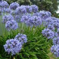 Image result for Agapanthus