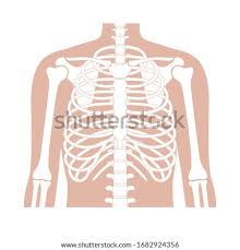 The sternum (breast bone) is. Shutterstock Puzzlepix