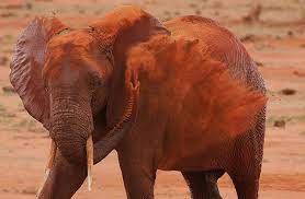 View interior and exterior paint colors and color palettes. The Red Elephants Of Kenya The Ark In Space