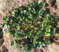 Image result for Pelargonium grossularioides