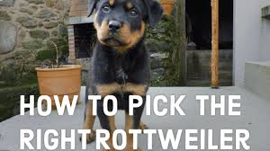 These dogs are known for being tough, strong and determined, which are all qualities that sum up rocky A Guide To Choosing Your Rottweiler Puppy Pethelpful