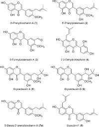 Image result for Erythrina sacleuxii