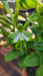 Image result for Bonatea