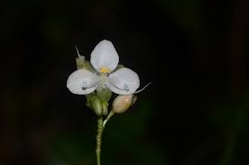 Image result for Murdannia stricta