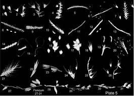 Image result for Brachyachne patentiflora