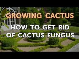 What not to do to get rid of a pimple. How To Get Rid Of Cactus Fungus Youtube