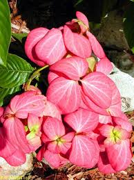 Image result for Mussaenda