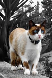 Feline Gorgeous Cats Snowshoe Cat Cat Breeds