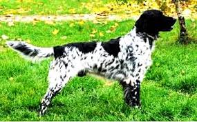 Image result for Velký münsterlandský ohař