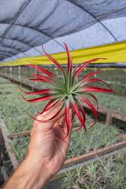 Image result for Buchnera capitata