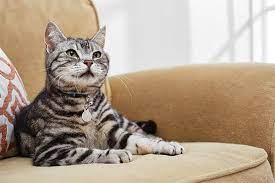 Check spelling or type a new query. Cat Nail Trimming 101 How And When Petco