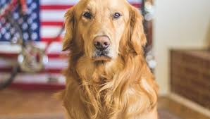 Puppy board and train bay area. Bay Area Service Dog Training Free Consultation
