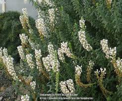 Image result for Hebenstretia