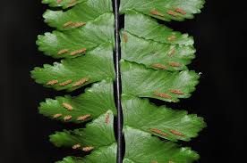 Image result for Asplenium normale
