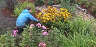 Your data can be used to monitor for and prevent fraudulent activity, and ensure systems and processes work. A Complete Guide To Building And Maintaining A Rain Garden Trca