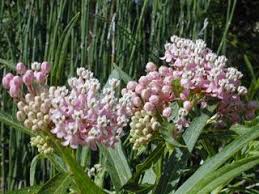 Pin By Mirabelle Galian On Side Shady Yard Pollinator Plants Trees To Plant Swamp Milkweed