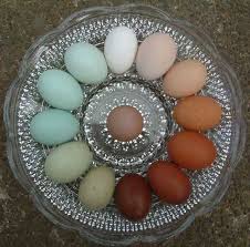 Intraspecies Diversity Chicken Egg Colors Easter Eggers Eggs Easter Eggers