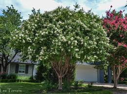'acoma' is a fauriei hybrid crape myrtle of pristine beauty with a gentle weeping habit. White Crape Myrtles Lee Ann Torrans Gardening