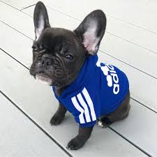 But being a french bulldog didn't make it easy to find some clothes. Https Frenchie World Search Q Hoodie Bulldog French Bulldog Breed Cute French Bulldog