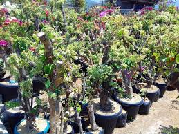 Tanaman bunga ini berasal dari amerika selatan. Jual Tanaman Bonsai Bougainvillea Bunga Kertas Torch Glo Free Ongkir Di Lapak Desa Bunga Sidomulyo Bukalapak