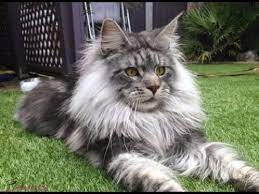 صور قطط كيوت اجمل القطط في العالم مجلة انا حواء baby animals bad cats cute animals