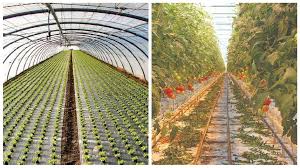 A green house can help you maintain a warm temperature all year so that your plants can thrive, even when there is frost on the ground. Hoop House Or Greenhouse Which One Is For You Growing Produce