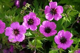 Image result for Geranium ocellatum
