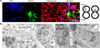 In plants, chloroplasts occur in all green tissues. Horizontal Genome Transfer By Cell To Cell Travel Of Whole Organelles Science Advances