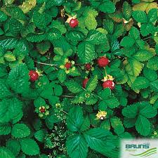 Image result for Duchesnea indica