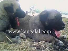 Safkan Kangal Kopek Satisi Iletisim Kopek Hayvanlar Kangal Kopegi