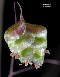 Image result for Briza minor