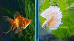 The fish food they gave us were goldfish flakes. Can Bettas Live With Goldfish Tank Size Water Conditions And More