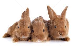 Iepurii sunt clasificați în aceeași familie ca iepurii. Iepuri Fotografii De Stoc Imagini De Stoc Si Vectori Stockfresh