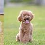 lhasapoo from wamiz.co.uk