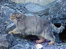 Манул (felis manul или otocolobus manul) — это дикое животное, принадлежащее к инстинктивное отгораживание манула от человека будет присуще ему и при содержании в. Manul Vikipediya