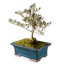 Check spelling or type a new query. Small Olive Bonsai Tree In Planter Aqua Vivaterra