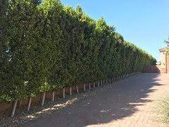 6 ft ligustrum ficus hedge. Ficus Nitida Retusa Hedge Spacing Advice Please