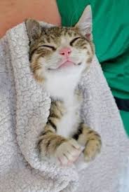 Evinde Kedi Besleyenlerin Halini Anlatan 14 Luk Eglence Silsilesi Nedenben Komik Hayvanlar Cok Sirin Hayvanlar Komik Kedi Resimleri