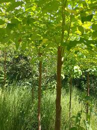 Image result for Eucalyptus cloeziana