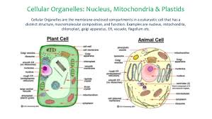 It is for this reason that the mitochondria are called the power plants of the cell. Cellular Organelles Nucleus Mitochondria Plastids