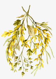 Maybe you would like to learn more about one of these? Watercolor Leaf Png Rustikaler Wildblumewatercolor Der Save The Date Karte Transparent Png 1024x1415 Free Download On Nicepng