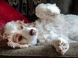 Check spelling or type a new query. How To Treat Bloat In Dogs