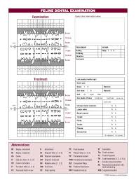 The chosen chart type should allow easy and clear addition of details regarding abnormalities to be indicated as both abbreviations and in diagrammatic form. Cat S Dental Chart Animal Dentistry And Oral Surgery Specialists Llc Oshkosh Wi