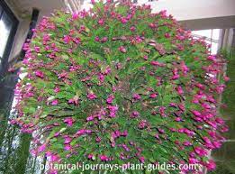 Christmas Cactus Care How To Get A Zygocactus Plant To Bloom Christmas Cactus Plants Cactus Care