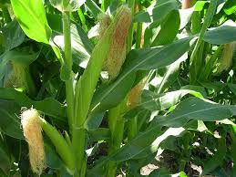 Maybe you would like to learn more about one of these? Corn Growing Problems And Solutions