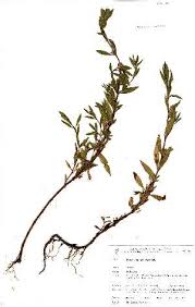 Image result for Bergia capensis